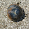 Moon Snail Shell (empty)