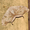 Dead-leaf Moth