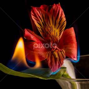 by Rob Casey - Flowers Single Flower