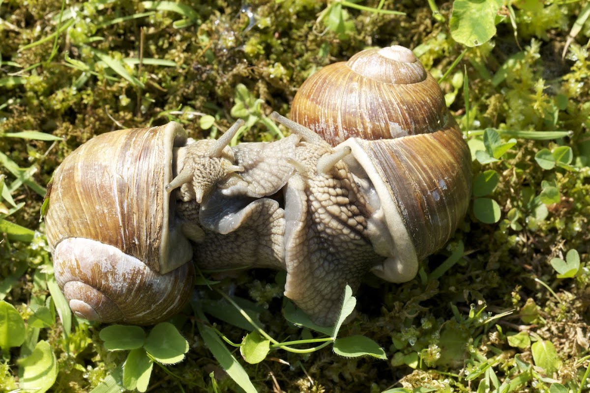 Burgundy snail (Weinbergschnecke)