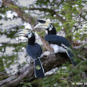 Oriental Pied Hornbill