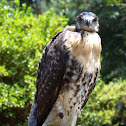 Red-tailed Hawk