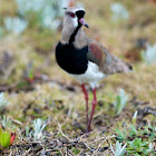Southern Lapwing and eggs