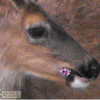 Columbian Black Tailed Deer