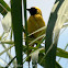 Southern Masked Weaver