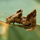 Garden Orb Weaver- male
