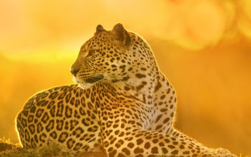 【免費個人化App】Leopard HD Wallpaper-APP點子