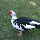 Muscovy duck