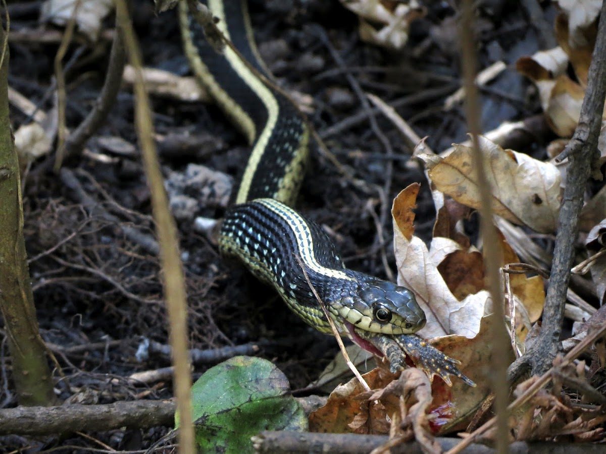 Common Garter Snake (eating a frog)