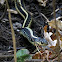 Common Garter Snake (eating a frog)