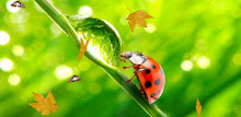 Ladybug Video Wallpaper HD APK