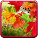 Cover Image of 下载 Autumn Live Wallpaper 1.0.7 APK