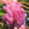 Old Blush Rose Climber