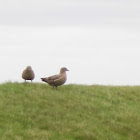 Skua