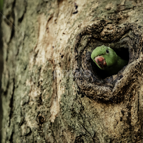 by Binoka Nadiranga - Animals Birds