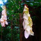 Pohon sapu tangan ( sapu tangan tree )