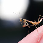 Praying Mantis (Nymphs)