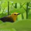 Prothonotary warbler