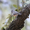 Black-crested Titmouse or Mexican Titmouse