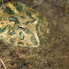Cranwell's Horned Frog