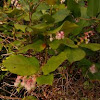 Salal