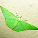 Evergreen geometer moth