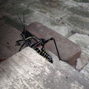 Eastern lubber grasshopper (nymph)