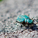 Green Tiger Beetle