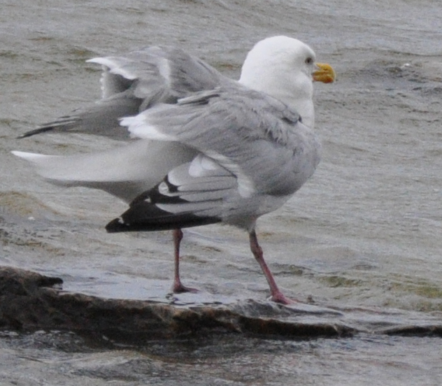 American Herring Gull Project Noah