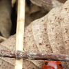 Seven spotted ladybug (ladybeetle)