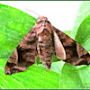Acosmeryx Hawk Moth