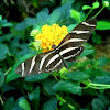 Zebra Longwing Butterfly