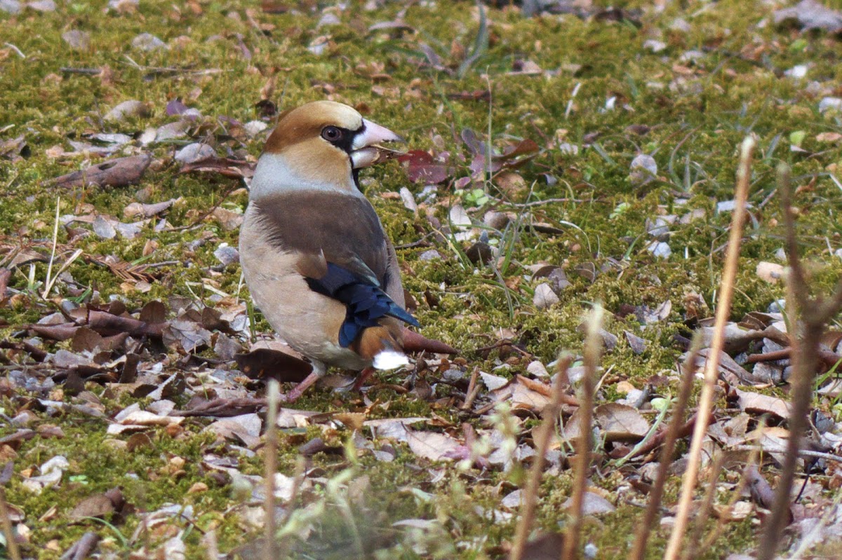 Hawfinch