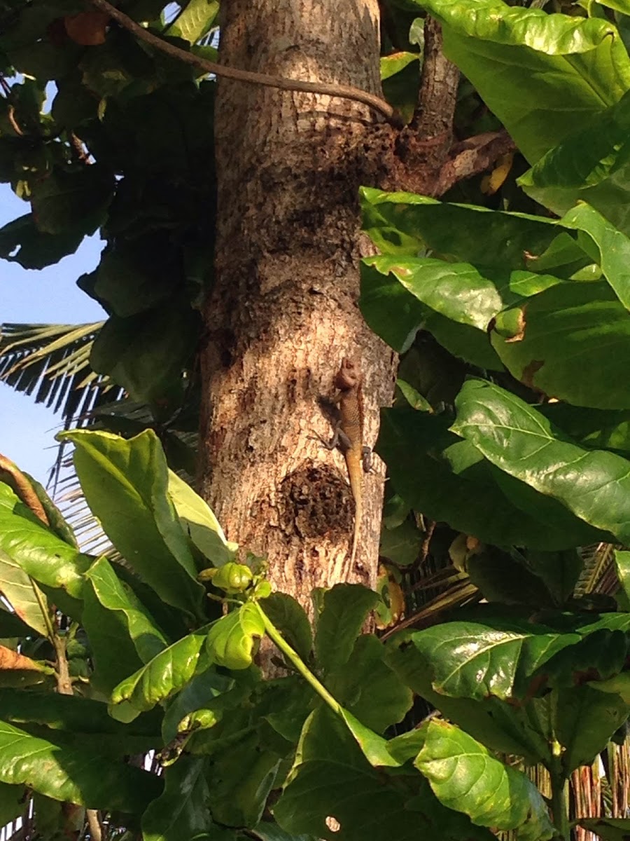 Oriental Garden Lizard