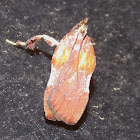 Boxwood Leaftier Moth