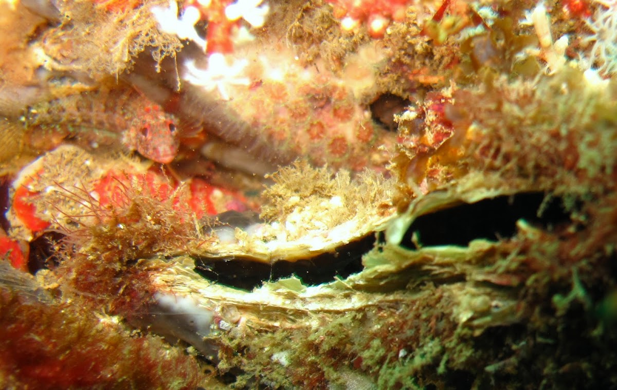 Coral hawkfish