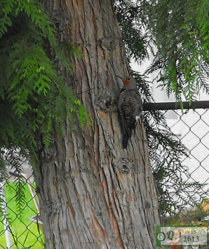 Northern Red Shafted Flicker