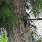 Northern Red Shafted Flicker