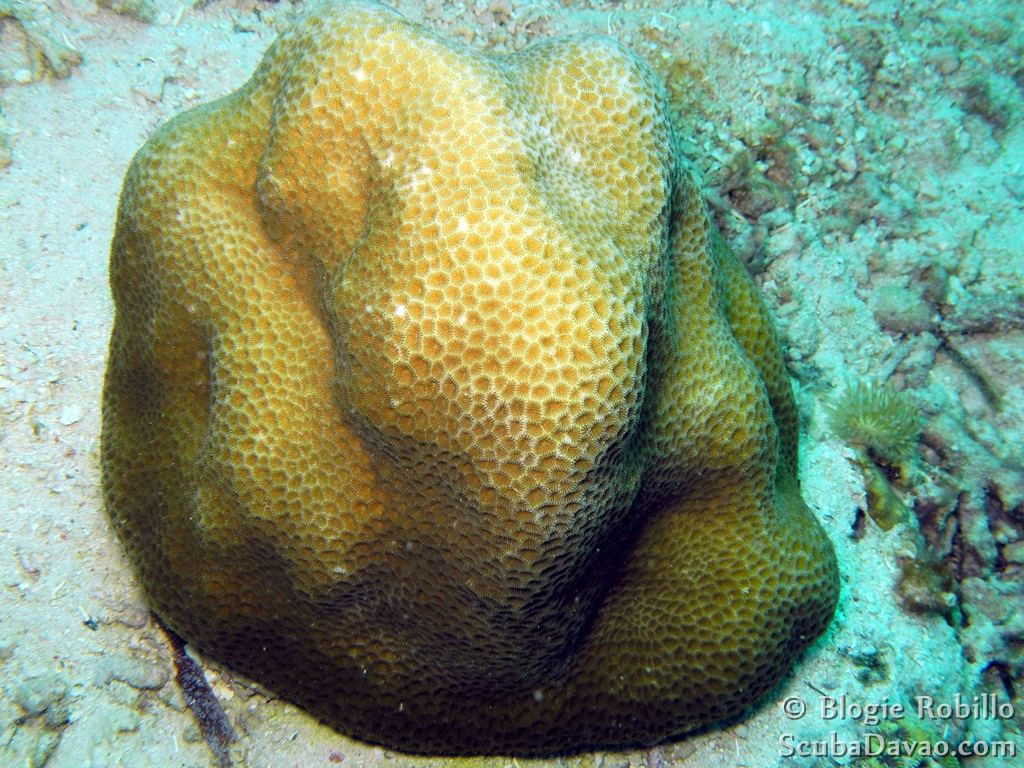 Lesser Star Coral