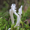 white coral fungus