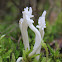white coral fungus