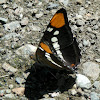 California Sister Butterfly