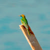 Bee-eater; Little Green Bee-eater