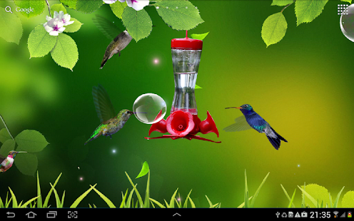 Hummingbirds wallpaper(圖4)-速報App