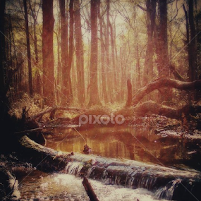 by BJ Williamson - Landscapes Forests