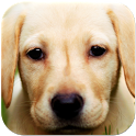 Labrador Wallpapers icon