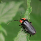 soldier beetle