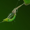 Mayfly