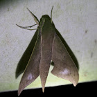 Sphinx moth