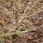 black tailed rattlesnake